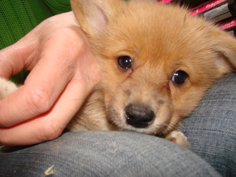 Puppies